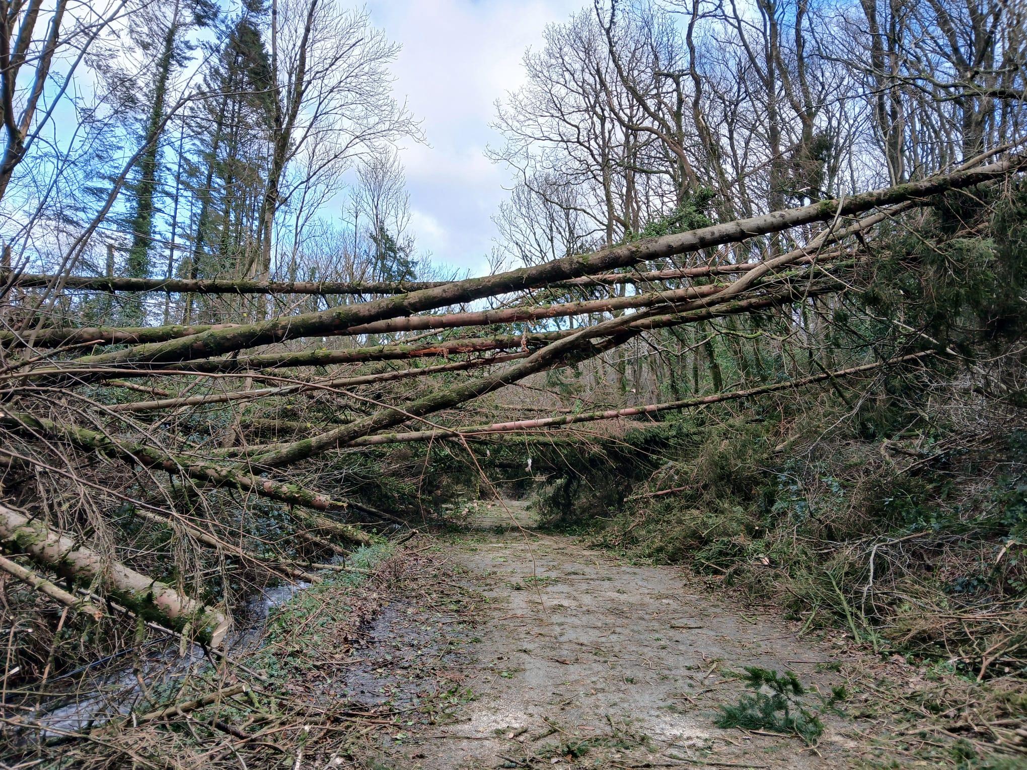 storm-darragh-trees-down.jpg