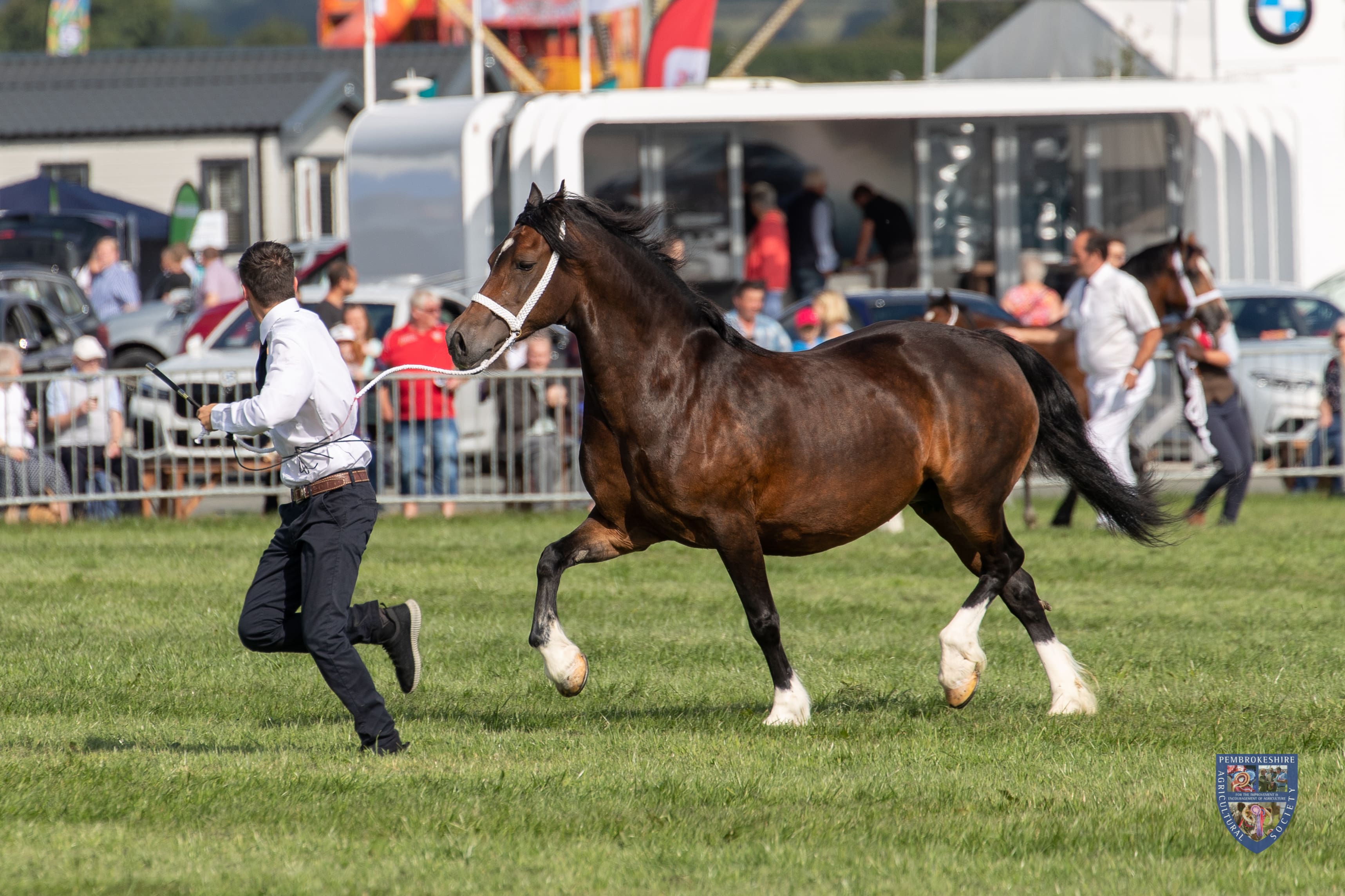 equine-competition.jpg
