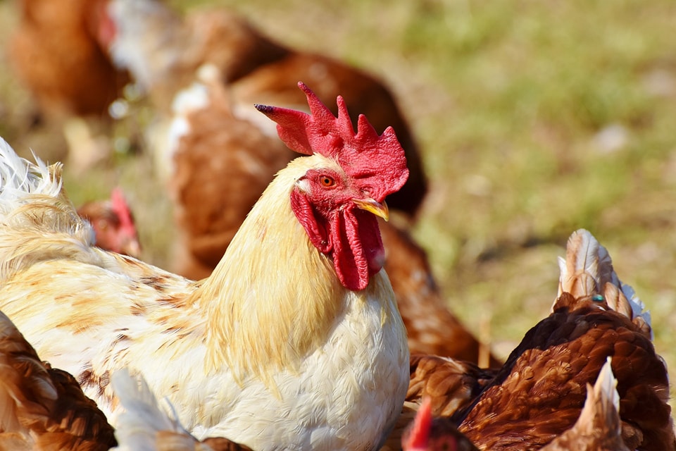 chicken.jpg