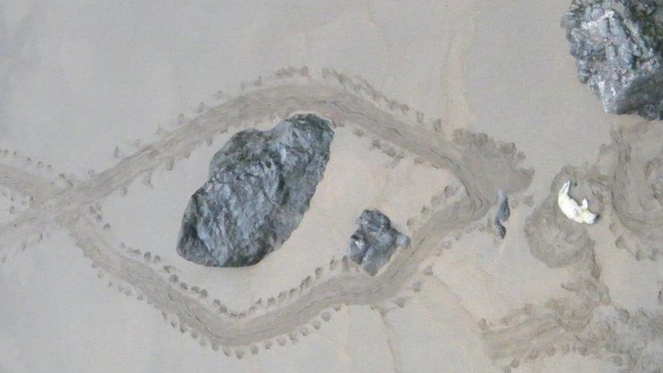 seal.jpg