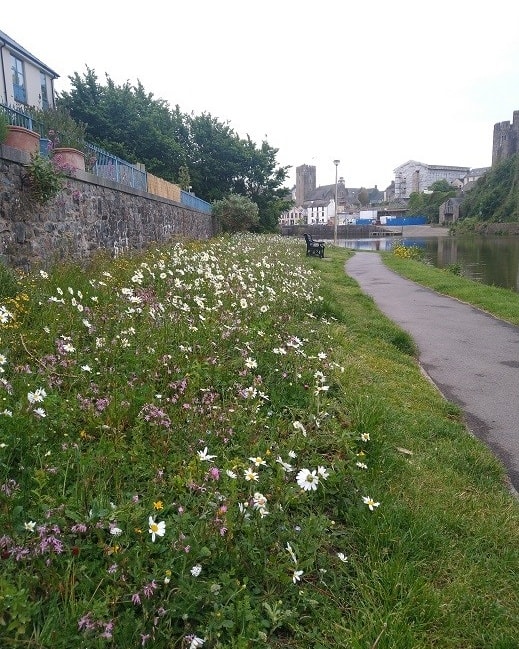 flower.jpg
