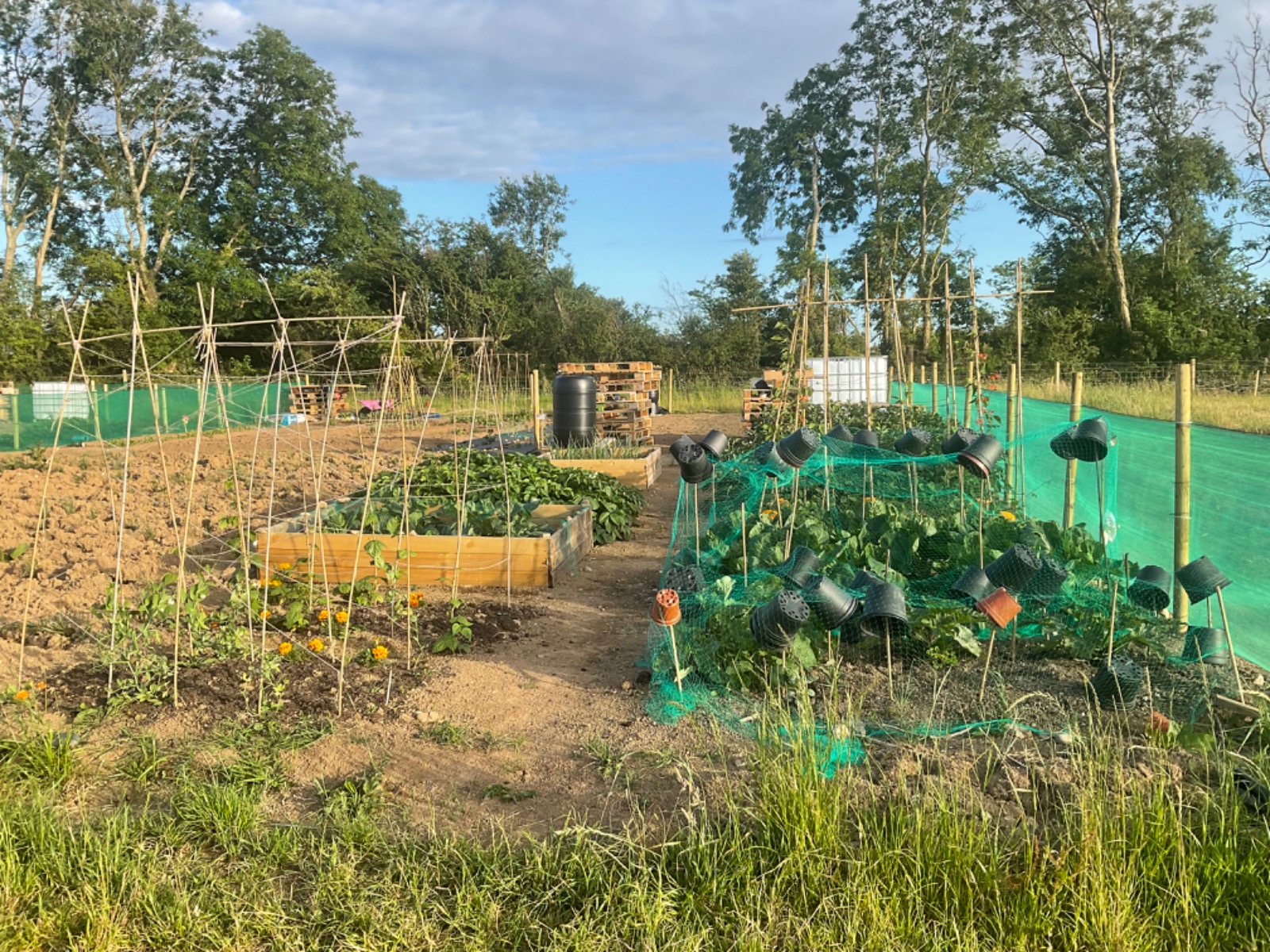 community-garden-june-22.jpg