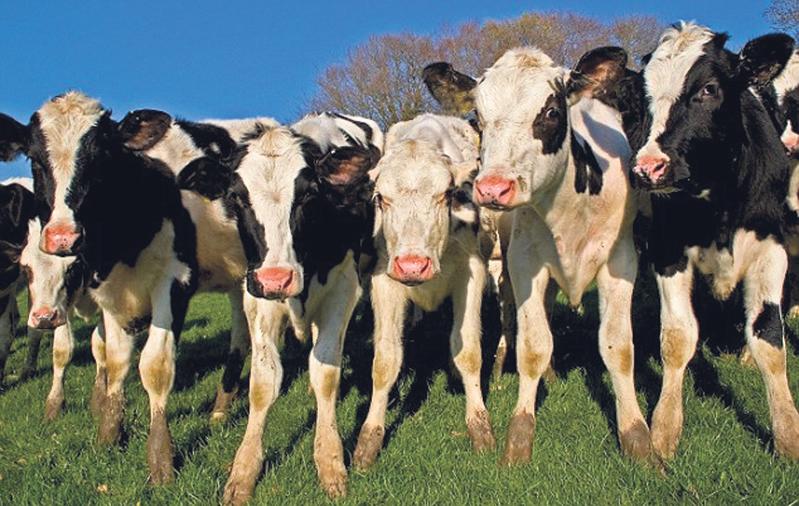 cow-1.jpg